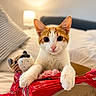 cat, orange_cat, white_cat, pet, animal, portrait, indoors, bedroom, bed, pillows, cardboard_box, packaging, red_wrapper, plush_toy, wide_eyes, ears, whiskers, sitting, cute, home