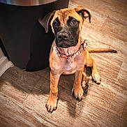 Willow is registered to the contest to win money with this photo: puppy, dog, brown_fur, black_mask, collar, pet, flooring, wood_floor, indoor, sitting, looking_up, young_dog, canine, animal, domestic_animal, cute, adorable, ears, tail, paw