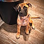 puppy, dog, brown_fur, black_mask, collar, pet, flooring, wood_floor, indoor, sitting, looking_up, young_dog, canine, animal, domestic_animal, cute, adorable, ears, tail, paw