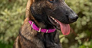Vichy a rejoint le concours — aidez-le/la à gagner de superbes lots ! alert, animal, belgian_malinois, black_fur, brown_fur, canine, collar, dog, ears, fur, garden, greenery, muzzle, nature, outdoor, pet, portrait, purple_collar, sitting, tongue_out