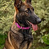 dog, belgian_malinois, animal, pet, collar, purple_collar, outdoor, garden, greenery, tongue_out, portrait, sitting, canine, fur, ears, alert, nature, muzzle, brown_fur, black_fur