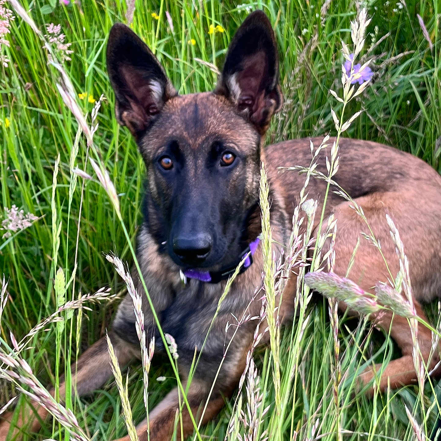 Vichy participe au concours pour gagner de l'argent avec cette photo : dog, animal, canine, grass, meadow, wildflowers, nature, outdoor, pet, brown, ears, eyes, lying_down, collar, flora, summer, field, closeup, portrait, peaceful