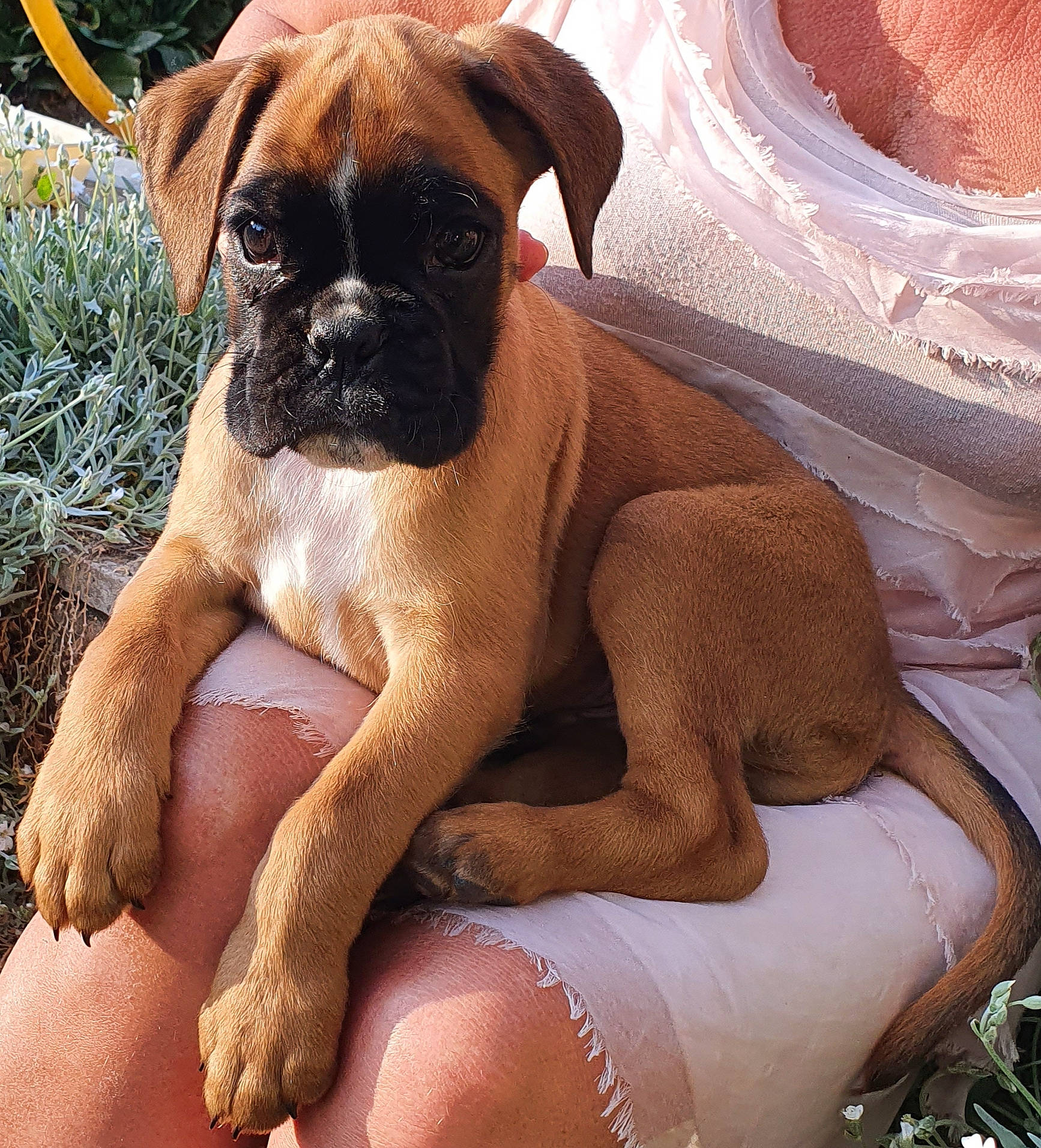 Reiley a rejoint le concours — aidez-le/la à gagner de superbes lots ! american_mastiff, ancient_dog_breeds, boerboel, boxer, bullmastiff, canidae, carnivore, companion_dog, dog, dog_breed, english_mastiff, fawn, korean_mastiff, mammal, molosser, rare_breed_dog, snout, sporting_group, vertebrate, working_dog