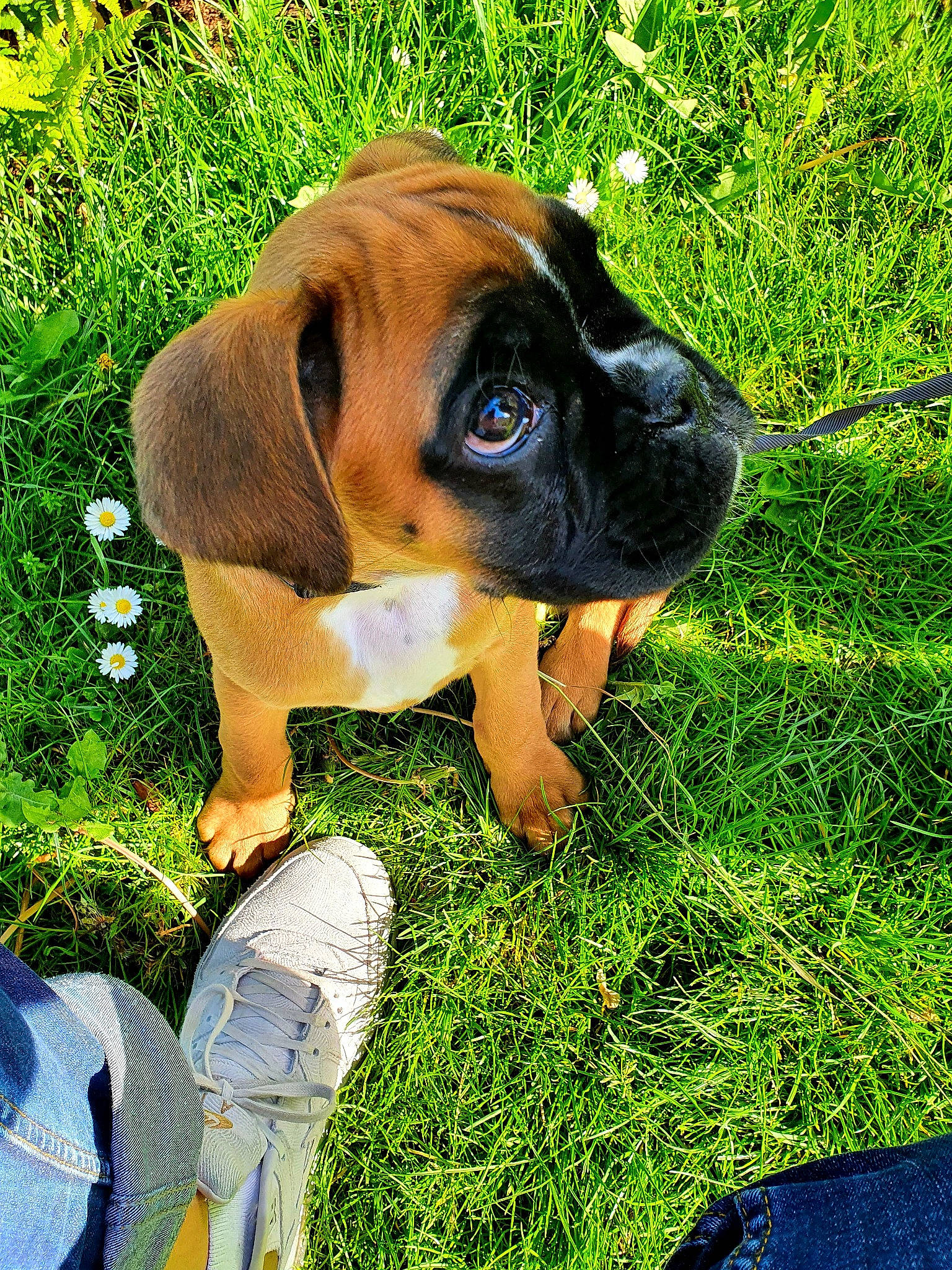 Reiley a rejoint le concours — aidez-le/la à gagner de superbes lots ! boerboel, boxer, canidae, carnivore, companion_dog, dog, dog_breed, fawn, grass, mammal, plant, puggle, puppy, rare_breed_dog, snout, sporting_group, tosa, vertebrate