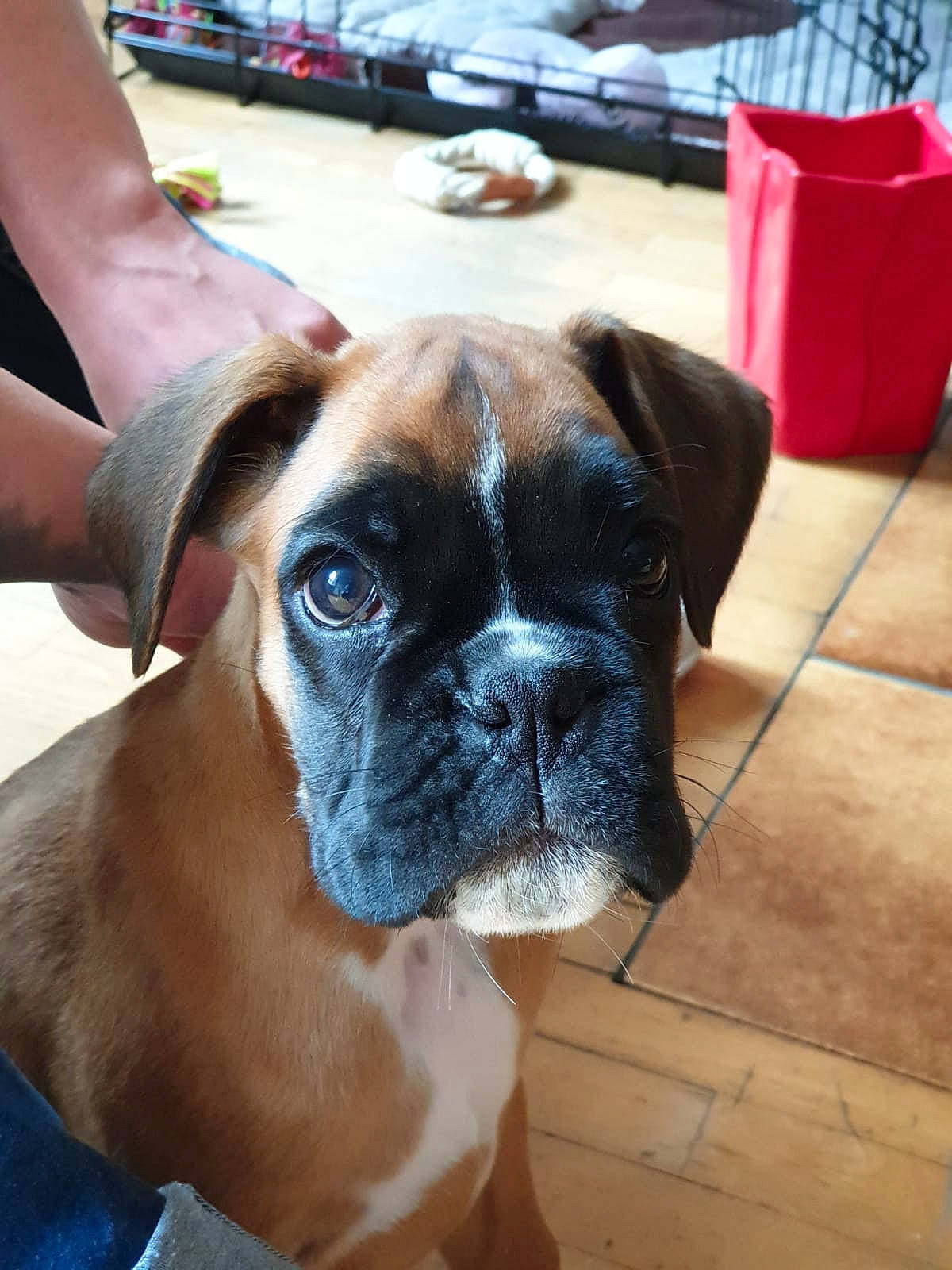 Reiley participe au concours pour gagner de l'argent avec cette photo : australian_bulldog, boxer, british_bulldogs, bulldog, canidae, carnivore, companion_dog, dog, dog_breed, fawn, mammal, molosser, old_english_bulldog, olde_english_bulldogge, renascence_bulldogge, snout, sporting_group, valley_bulldog, vertebrate, working_dog