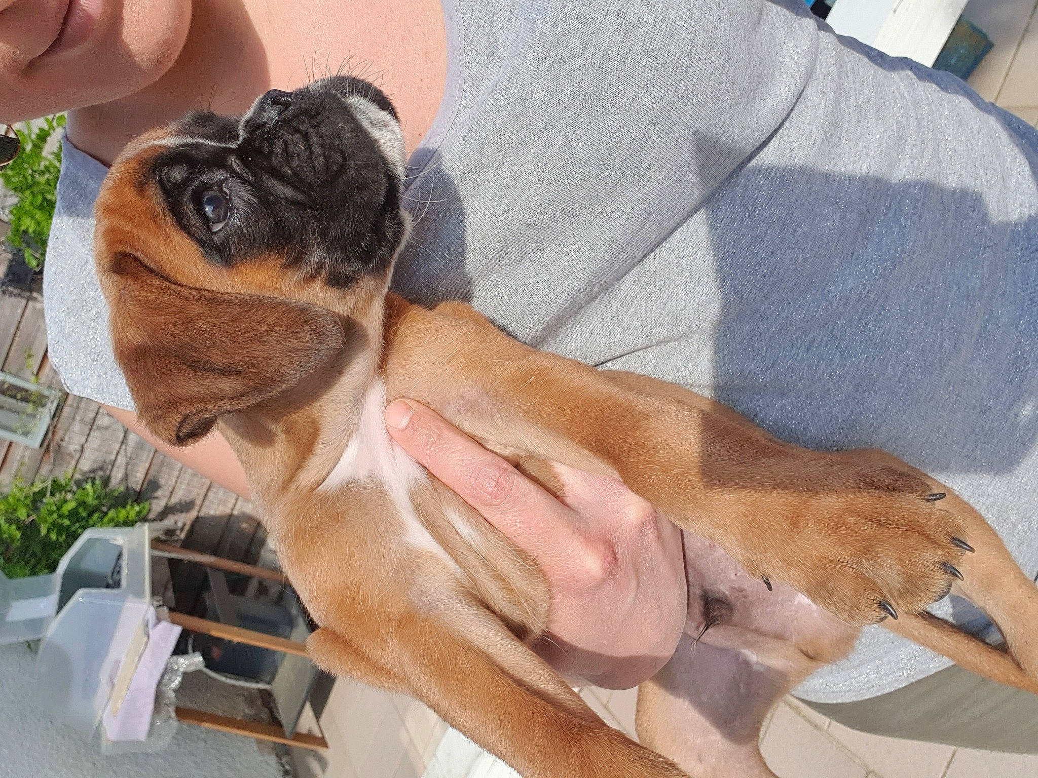 Reiley participe au concours pour gagner de l'argent avec cette photo : boxer, canidae, carnivore, companion_dog, dog, dog_breed, fawn, hand, leg, pug, puppy