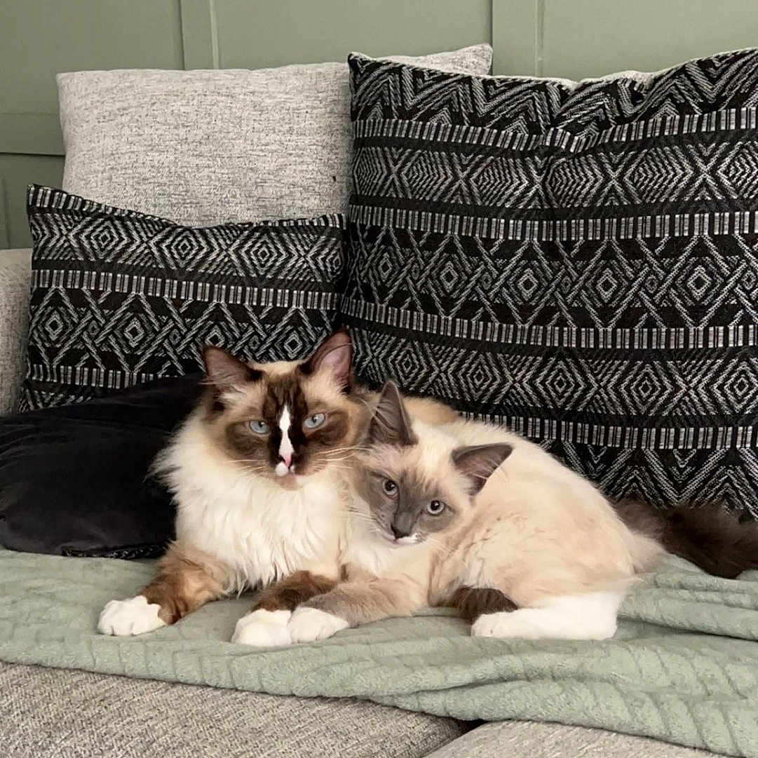 Leo And Enzo joined the competition — help win amazing prizes! animal, architecture, bed, bedroom, building, cat, couch, cushion, furniture, homedecor, indoors, interiordesign, kitten, linen, livingroom, manx, pet, pillow, room, siamese
