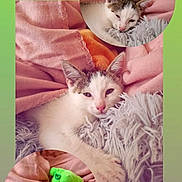 Princesse participe au concours pour gagner de l'argent avec cette photo : animal, bed, blanket, cat, cushion, face, furniture, head, homedecor, indoors, kitten, manx, person, pet, photography, plush, portrait, quilt, sleeping, toy