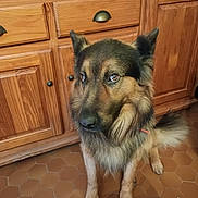 Bandit participe au concours pour gagner de l'argent avec cette photo : cabinetry, canidae, carnivore, companion_dog, cupboard, dog, dog_breed, drawer, floor, flooring, fur, german_shepherd_dog, hardwood, herding_dog, input_device, kitchen, snout, varnish, wood, wood_stain