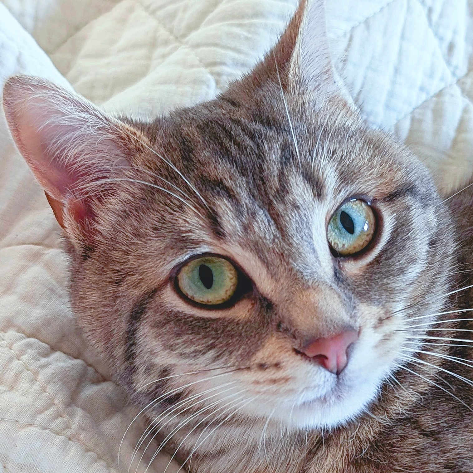 Suzanne participe au concours pour gagner de l'argent avec cette photo : abyssinian, angora, animal, blanket, cat, couch, furniture, kitten, manx, pet, quilt