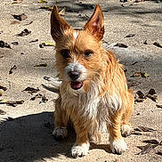 Mojo joined the competition — help win amazing prizes! animal, canine, closeup, concrete, cute, daylight, dog, ears, fur, happy, leaves, muzzle, nature, outdoor, pet, portrait, shadow, sitting, sunlight, whiskers