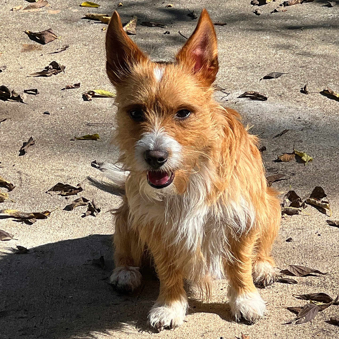 Mojo joined the competition — help win amazing prizes! animal, canine, closeup, concrete, cute, daylight, dog, ears, fur, happy, leaves, muzzle, nature, outdoor, pet, portrait, shadow, sitting, sunlight, whiskers