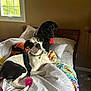 Ace is registered to the contest to win money with this photo: dog, bed, blanket, toy, window, pillow, indoor, black_dog, white_and_black_dog, chew_toy, wooden_floor, collar, resting, pet, domestic_animal, cozy, natural_light, home_interior, furniture, relaxing