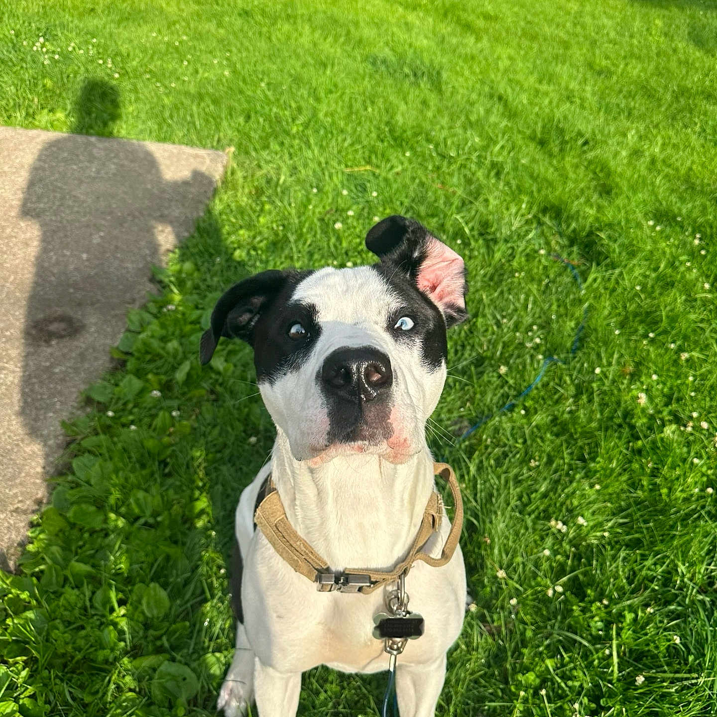 Ace joined the competition — help win amazing prizes! animal, black_and_white, canine, collar, curious, daytime, dog, ears, grass, greenery, heterochromia, leash, nature, outdoor, park, pet, portrait, shadow, sitting, sunlight