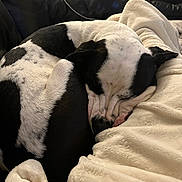 Ace is registered to the contest to win money with this photo: dog, sleeping, black_and_white, blanket, couch, leather, indoor, cozy, resting, pet, animal, fur, comfort, relaxed, human, casual_clothing, seated, living_room, soft_texture, nap