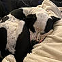 dog, sleeping, black_and_white, blanket, couch, leather, indoor, cozy, resting, pet, animal, fur, comfort, relaxed, human, casual_clothing, seated, living_room, soft_texture, nap