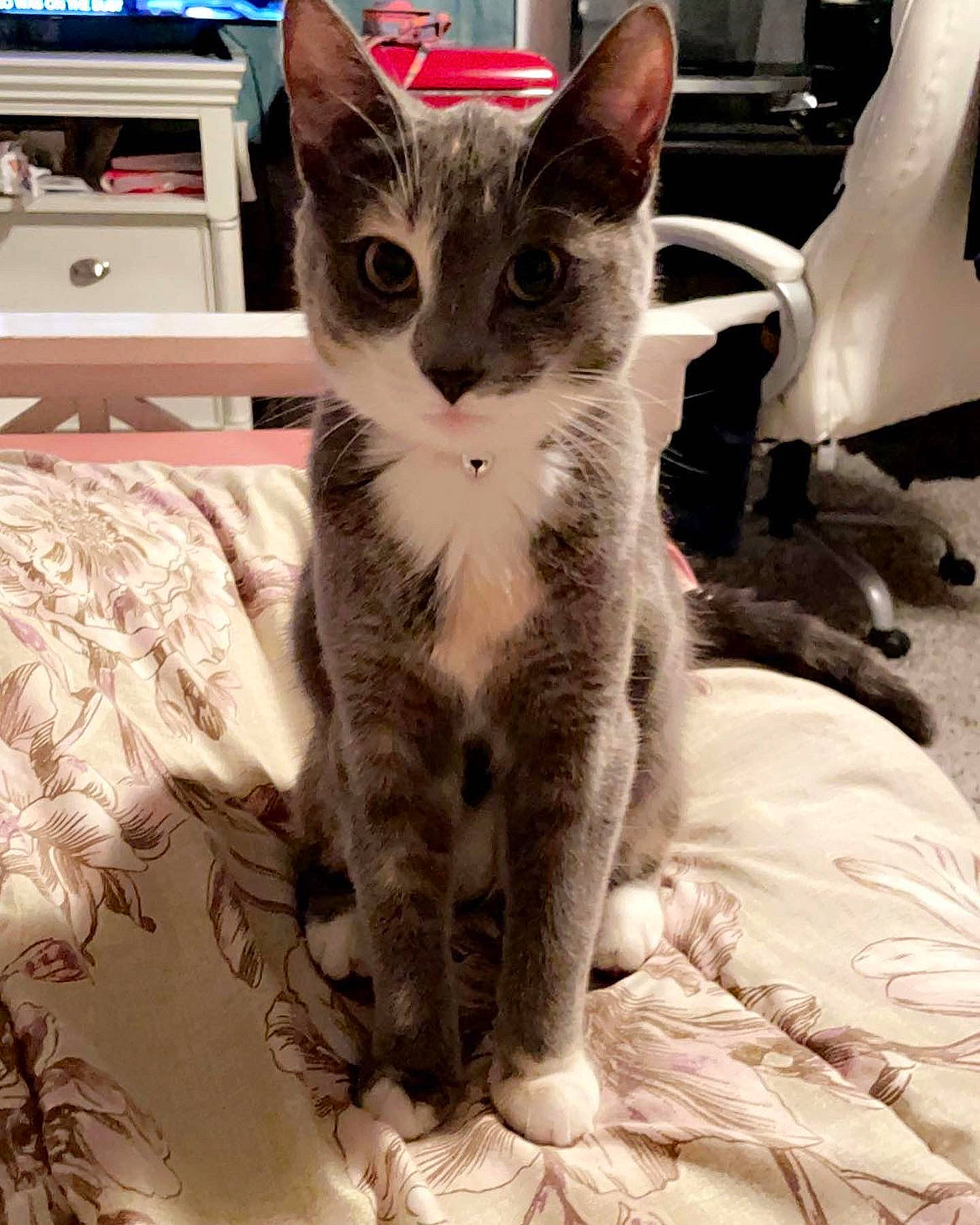 Patches is registered to the contest to win money with this photo: box, carnivore, cat, claw, comfort, domestic_short_haired_cat, door, felidae, fur, linens, paw, small_to_medium_sized_cats, snout, tail, terrestrial_animal, whiskers