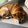Kuma a rejoint le concours — aidez-le/la à gagner de superbes lots ! dog, shiba_inu, sleeping, indoors, tile_floor, sunlight, window, glass_door, pet, cozy, resting, fur, animal, paw, ear, snout, brown, white, bed, relaxation