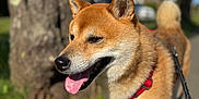 Kuma participe au concours pour gagner de l'argent avec cette photo : dog, shiba_inu, canine, pet, outdoor, sunny, walk, leash, red_harness, tongue_out, ears_up, happy, nature, tree, grass, side_view, daylight, path, animal, mammal