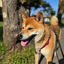 dog, shiba_inu, canine, pet, outdoor, sunny, walk, leash, red_harness, tongue_out, ears_up, happy, nature, tree, grass, side_view, daylight, path, animal, mammal