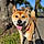 Kuma