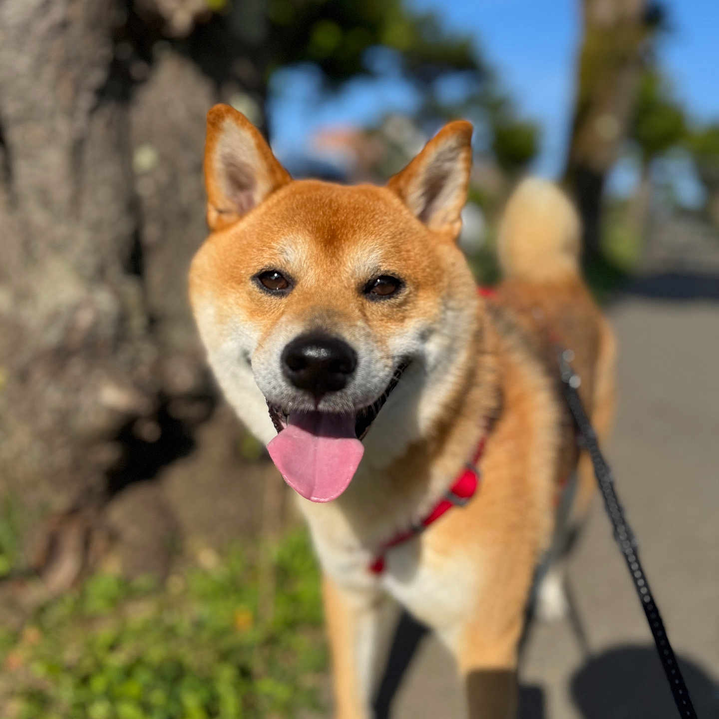Kuma a rejoint le concours — aidez-le/la à gagner de superbes lots ! animal, blurred_background, canine, daylight, dog, fur, greenery, happy, harness, leash, nature, outdoor, pet, shiba_inu, sidewalk, smiling, sunny, tongue_out, tree, walking