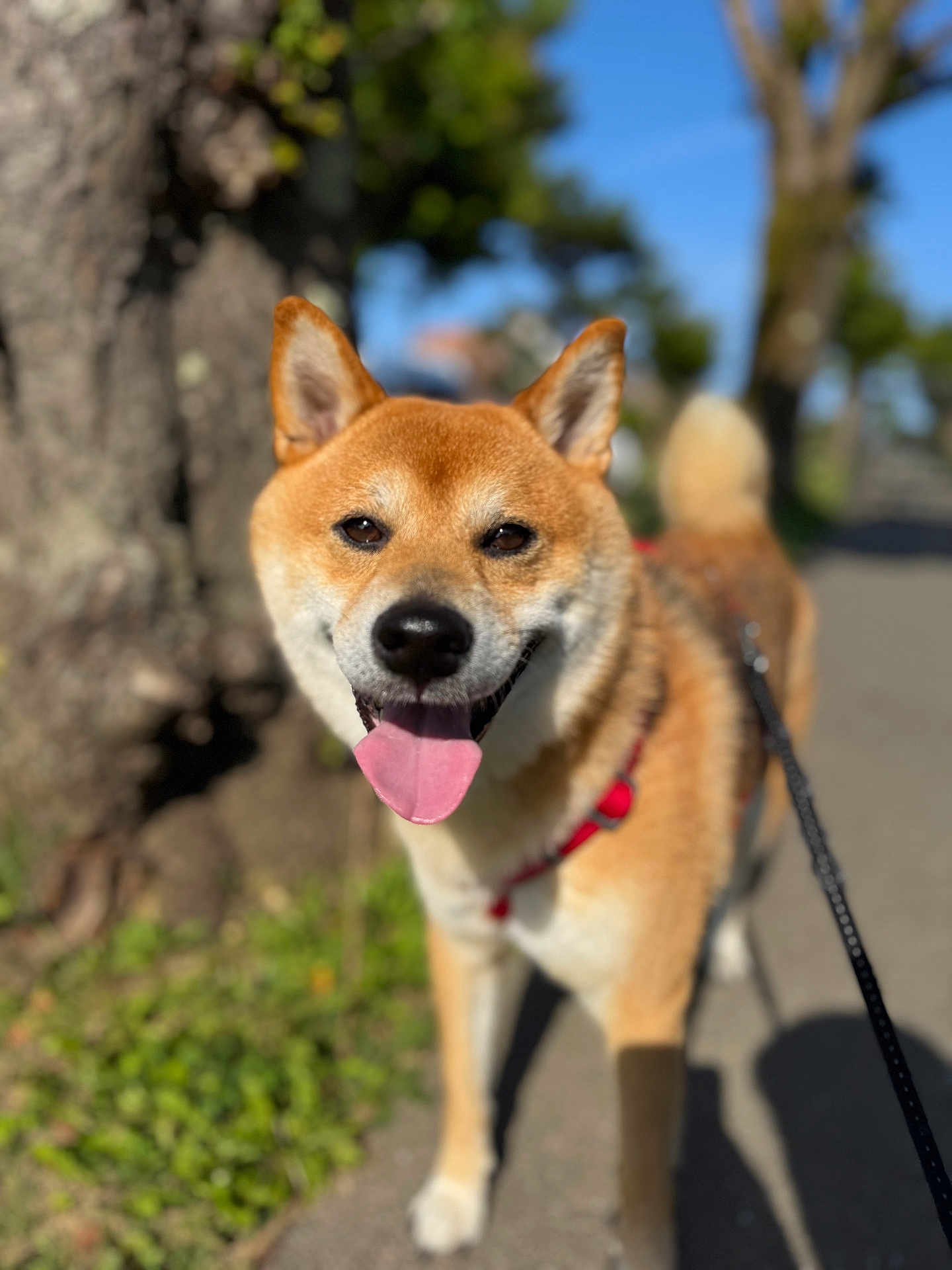 Kuma a rejoint le concours — aidez-le/la à gagner de superbes lots ! dog, shiba_inu, pet, animal, outdoor, sunny, sidewalk, leash, harness, tongue_out, happy, smiling, fur, canine, nature, blurred_background, tree, greenery, daylight, walking