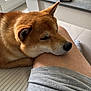 Kuma a rejoint le concours — aidez-le/la à gagner de superbes lots ! dog, shiba_inu, pet, resting, indoor, human_leg, gray_shorts, close_up, relaxation, companion, furry, cute, animal, comfort, natural_light, floor, table, smartphone, soft_texture, home