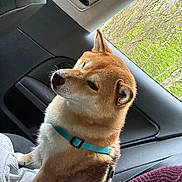 Kuma a rejoint le concours — aidez-le/la à gagner de superbes lots ! dog, shiba_inu, car_interior, window, greenery, harness, pet, animal, fur, sitting, side_view, seat, resting, domestic_animal, canine, calm, travel, daylight, looking_out, companion