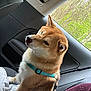 dog, shiba_inu, car_interior, window, greenery, harness, pet, animal, fur, sitting, side_view, seat, resting, domestic_animal, canine, calm, travel, daylight, looking_out, companion