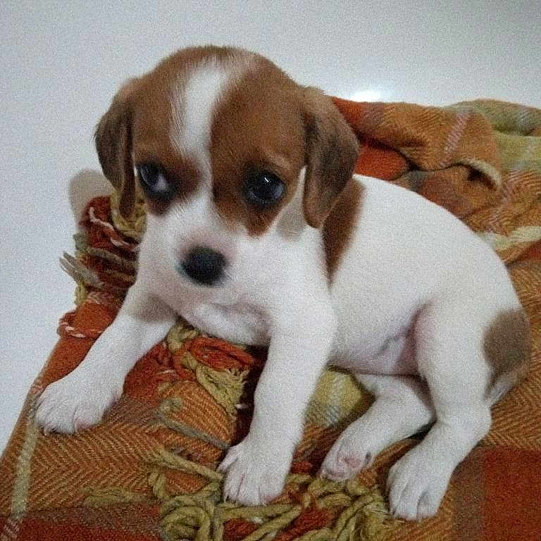 Little Bitt joined the competition — help win amazing prizes! animal, beagle, blanket, boxer, bulldog, canine, chihuahua, cockerspaniel, couch, cushion, dog, furniture, homedecor, hound, person, pet, puppy, quilt, sleeping, snout