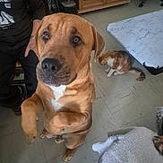 Tyson participe au concours pour gagner de l'argent avec cette photo : animal, brown_dog, cat, cozy, curious, dog, floor, furniture, ginger_cat, hopeful, human, indoor, person, pet, sitting, standing, table, tiled_floor, watching, wooden_cabinet