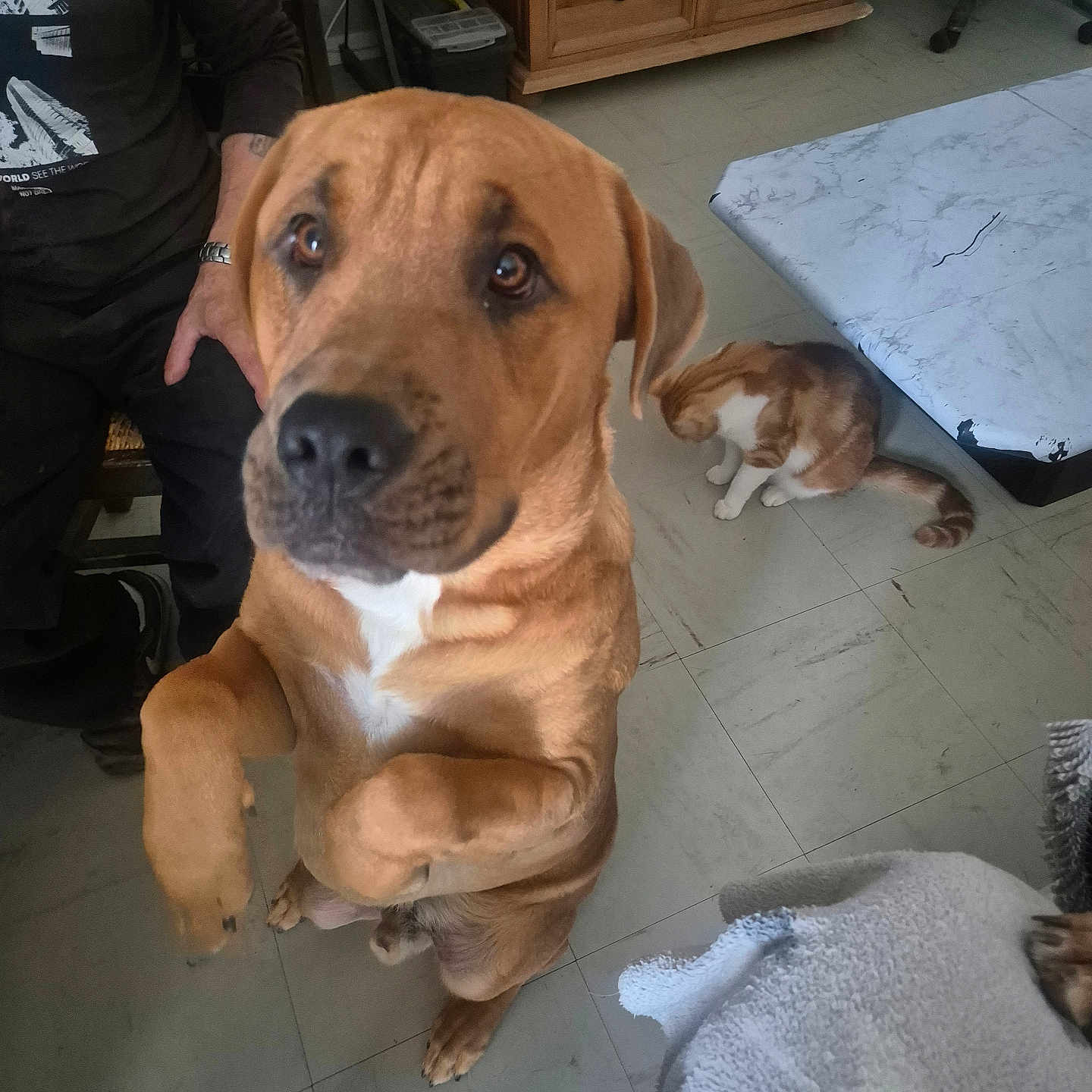Tyson