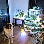 dog, saint_bernard, christmas_tree, christmas_ornaments, holiday_decor, indoor, wooden_floor, glowing_light, festive, santa_claus_figure, decorations, plant, table, window, modern_interior, pet, animal, celebration, cozy, home