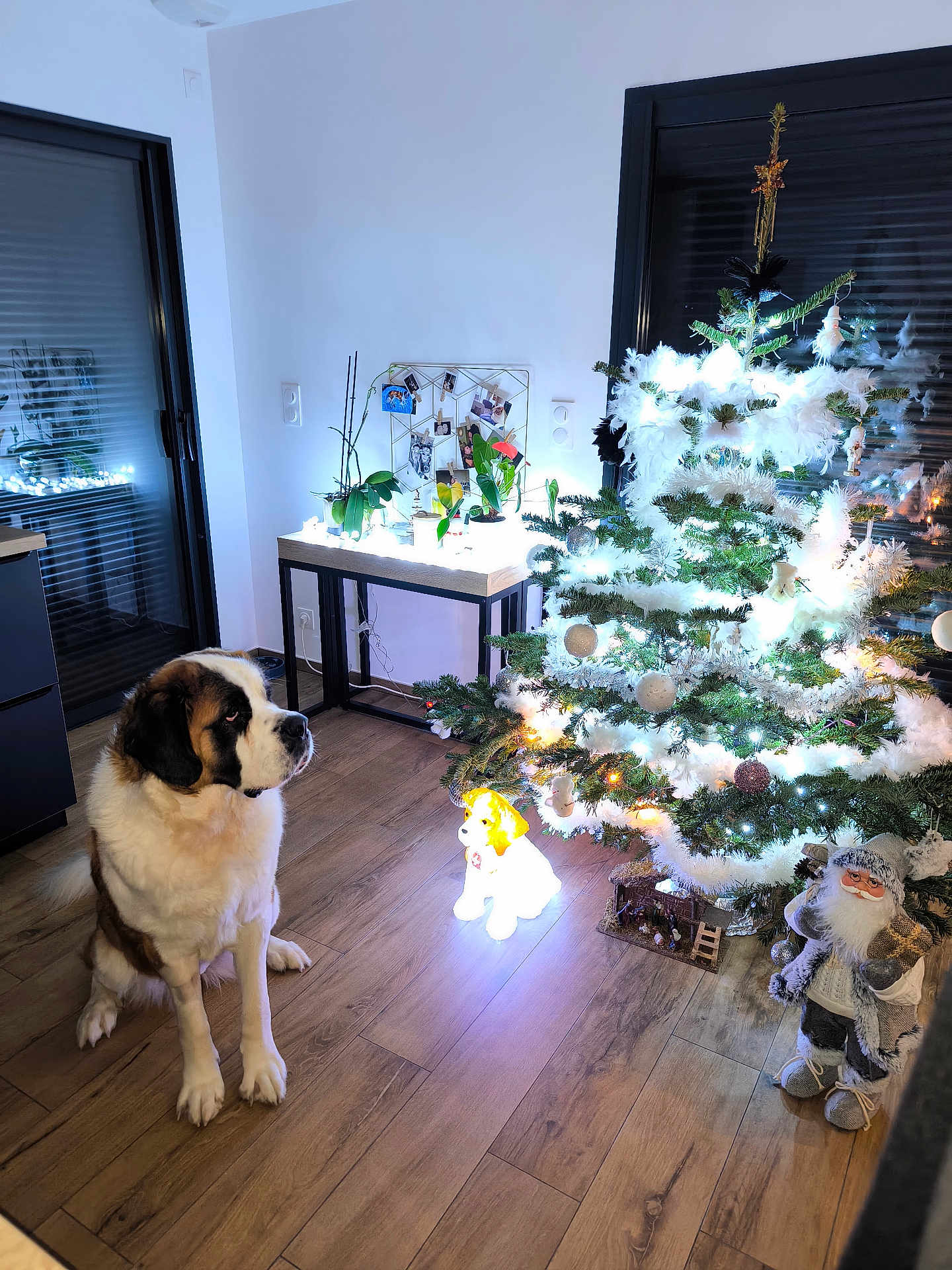 Vitaa participe au concours pour gagner de l'argent avec cette photo : dog, saint_bernard, christmas_tree, christmas_ornaments, holiday_decor, indoor, wooden_floor, glowing_light, festive, santa_claus_figure, decorations, plant, table, window, modern_interior, pet, animal, celebration, cozy, home
