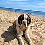 Vitaa a rejoint le concours — aidez-le/la à gagner de superbes lots ! animal, beach, canine, clouds, dog, lying_down, mammal, nature, ocean, outdoor, pet, recreation, relaxation, saint_bernard, sand, sky, summer, sunny, vacation, water
