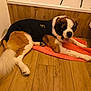 black_shirt, canine, companion, dog, domestic_animal, flooring, furry, household, indoor, large_dog, long_tail, orange_mat, paw, pet, relaxed, resting, saint_bernard, tongue_out, wall_panel, wooden_floor