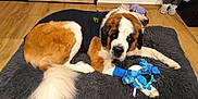 Vitaa a rejoint le concours — aidez-le/la à gagner de superbes lots ! animal, black_shirt, cozy, decor, dog, fur, home, indoor, large_dog, laying_down, paw, pet, plush_toy, relaxed, resting, rug, saint_bernard, stuffed_animal, toy, wooden_floor