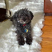 Hershey is registered to the contest to win money with this photo: animal, black_dog, collar, cozy, curly_hair, cute, dog, floor, fluffy, furniture, home, indoor, looking_at_camera, lying_down, pet, relaxed, small_dog, tags, white_rug, wood_floor