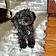 Hershey