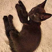 Amazon a rejoint le concours — aidez-le/la à gagner de superbes lots ! black_cat, cat, pet, animal, feline, fluffy_rug, indoor, cute, relaxed, fur, whiskers, ears, eyes, collar_tag, lying_down, cozy, soft_texture, looking_up, domestic_cat, resting