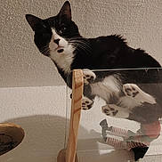 Kynder participe au concours pour gagner de l'argent avec cette photo : cat, black_and_white, paws, glass_shelf, curious, indoor, pet, animal, whiskers, doll, striped_stockings, wooden_support, transparent_surface, looking_down, texture, shadow, feline, playful, close_up, home_decor