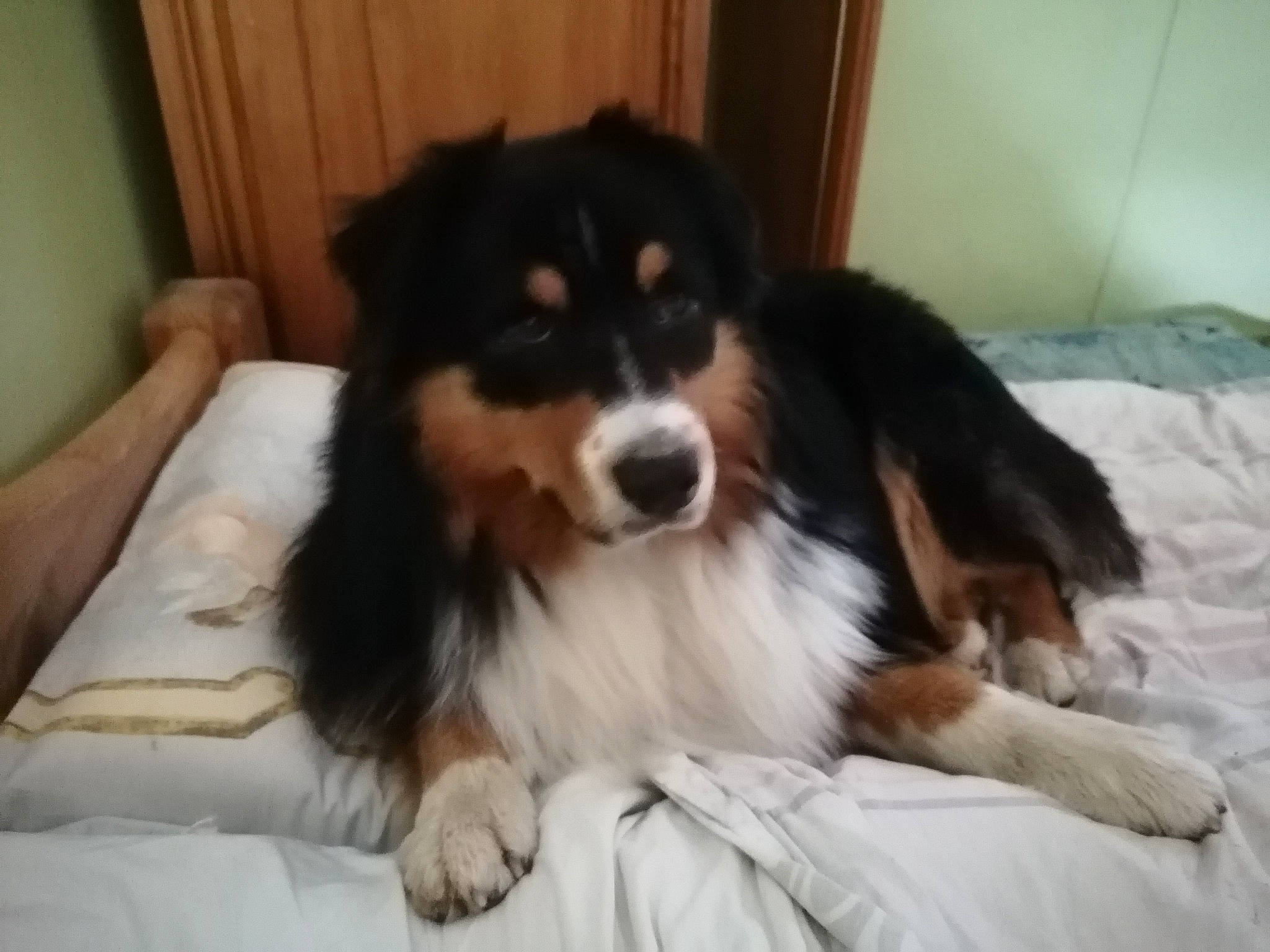 Topaze participe au concours pour gagner de l'argent avec cette photo : bernese_mountain_dog, bored, carnivore, companion_dog, dog, dog_breed, giant_dog_breed, herding_dog, sporting_group, working_animal, working_dog