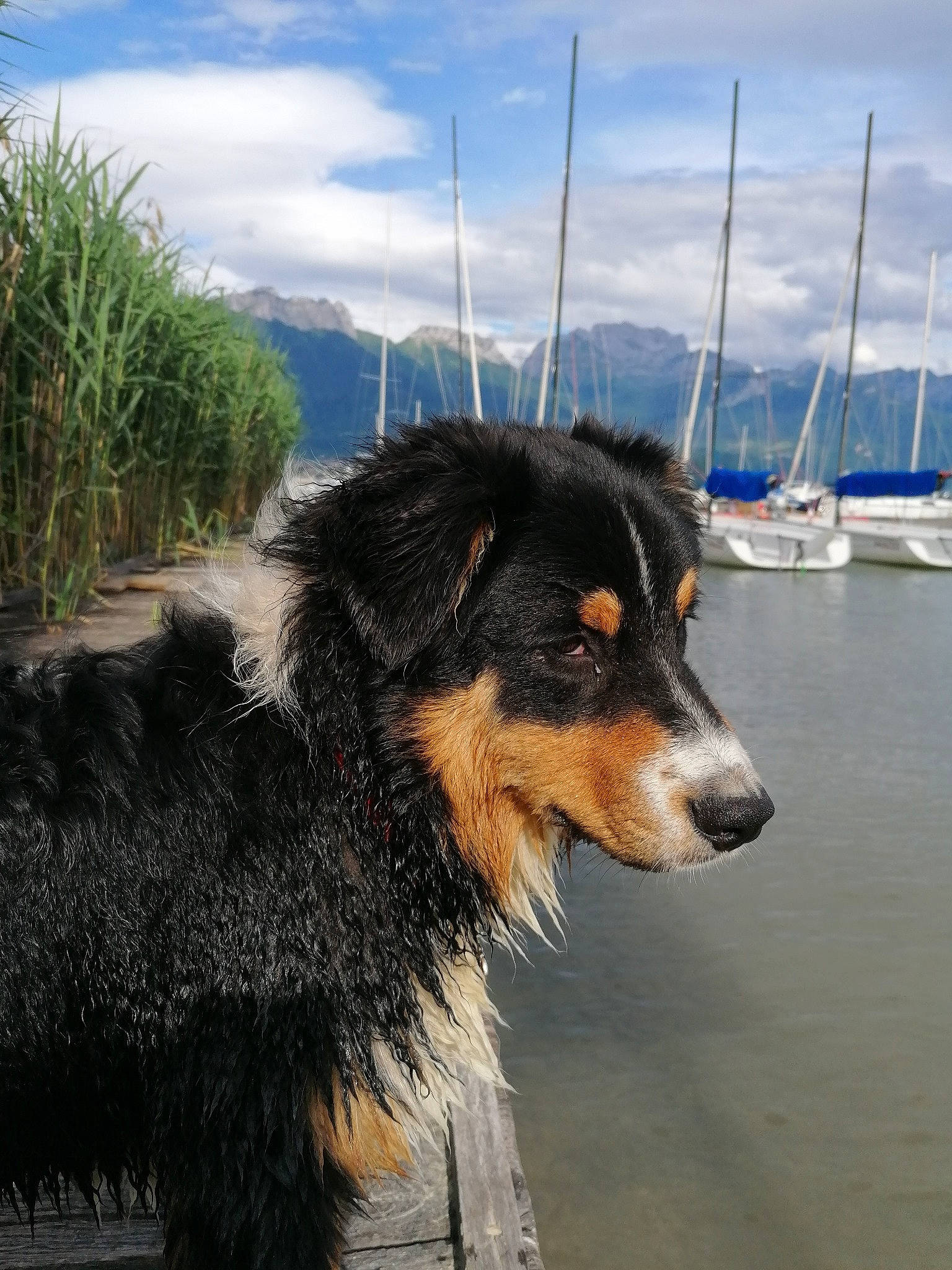 Topaze a rejoint le concours — aidez-le/la à gagner de superbes lots ! boat, canidae, carnivore, cloud, collar, companion_dog, dog, dog_breed, fur, giant_dog_breed, herding_dog, mountain, plant, sky, snout, sporting_group, terrestrial_animal, water, working_animal, working_dog