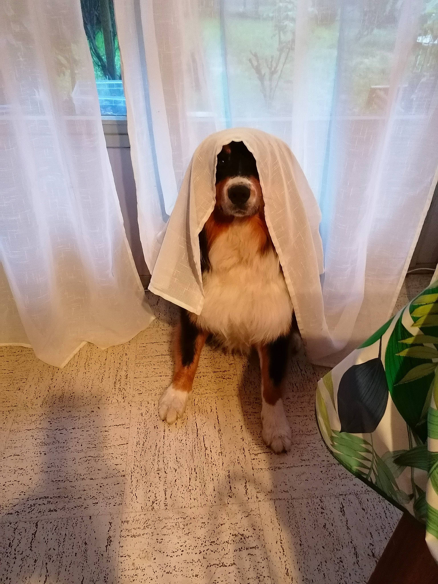 Topaze participe au concours pour gagner de l'argent avec cette photo : canidae, carnivore, comfort, companion_dog, dog, dog_breed, eyewear, fawn, floor, flooring, foot, human_leg, linens, paw, room, snout, sporting_group, tail, toy_dog, wood