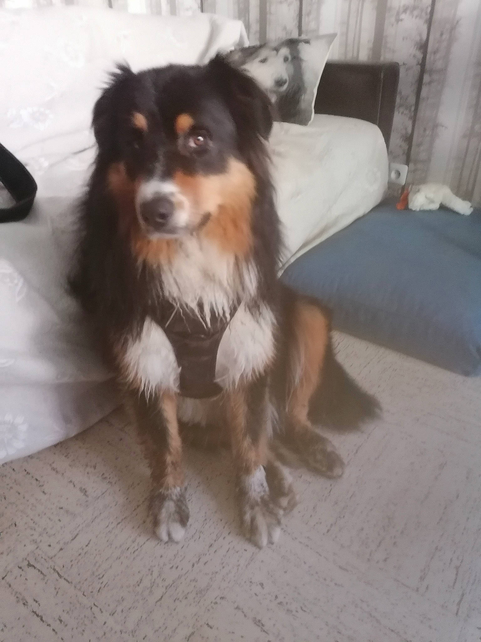 Topaze a rejoint le concours — aidez-le/la à gagner de superbes lots ! bernese_mountain_dog, canidae, carnivore, companion_dog, couch, dog, dog_breed, flooring, fur, giant_dog_breed, hardwood, herding_dog, snout, sporting_group, terrestrial_animal, toy_dog, whiskers, wood, working_animal, working_dog