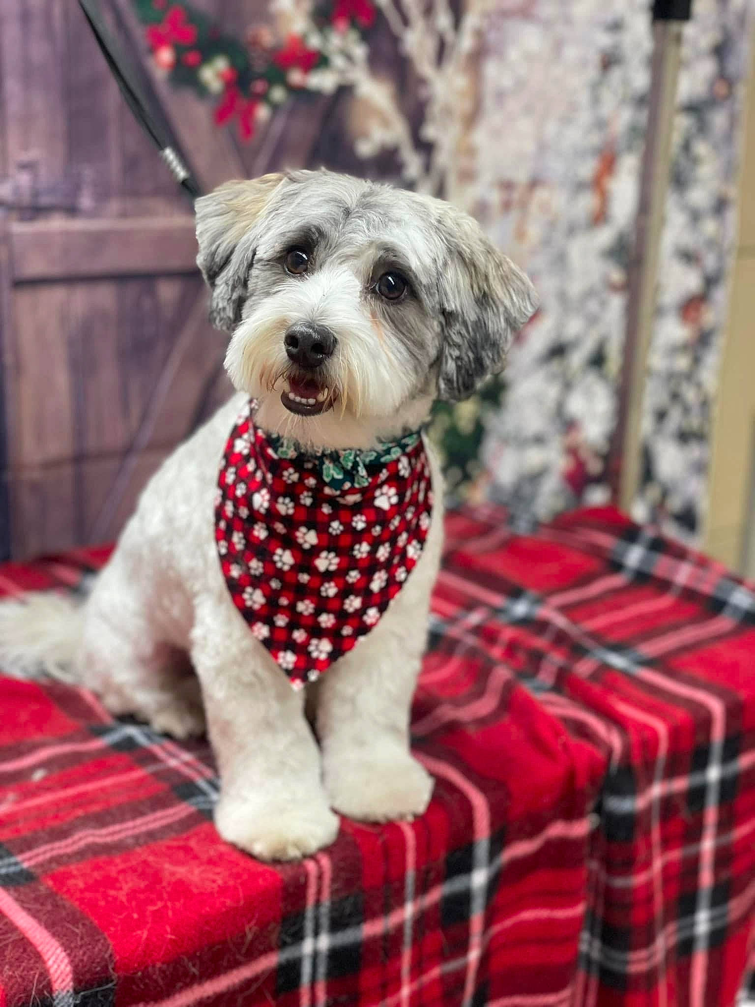 Captain is registered to the contest to win money with this photo: canidae, carnivore, collar, companion_dog, dog, dog_breed, dog_clothes, dog_collar, dog_supply, fawn, fur, linens, pattern, pet_supply, plaid, snout, sporting_group, tartan, toy_dog, working_animal