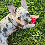 Waffles is registered to the contest to win money with this photo: dog, puppy, french_bulldog, spotted_coat, blue_eyes, grass, outdoor, lying_down, red_ball, toy, pet, animal, cute, adorable, portrait, close_up, floppy_ears, wrinkled_face, greenery, playful