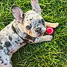 dog, puppy, french_bulldog, spotted_coat, blue_eyes, grass, outdoor, lying_down, red_ball, toy, pet, animal, cute, adorable, portrait, close_up, floppy_ears, wrinkled_face, greenery, playful