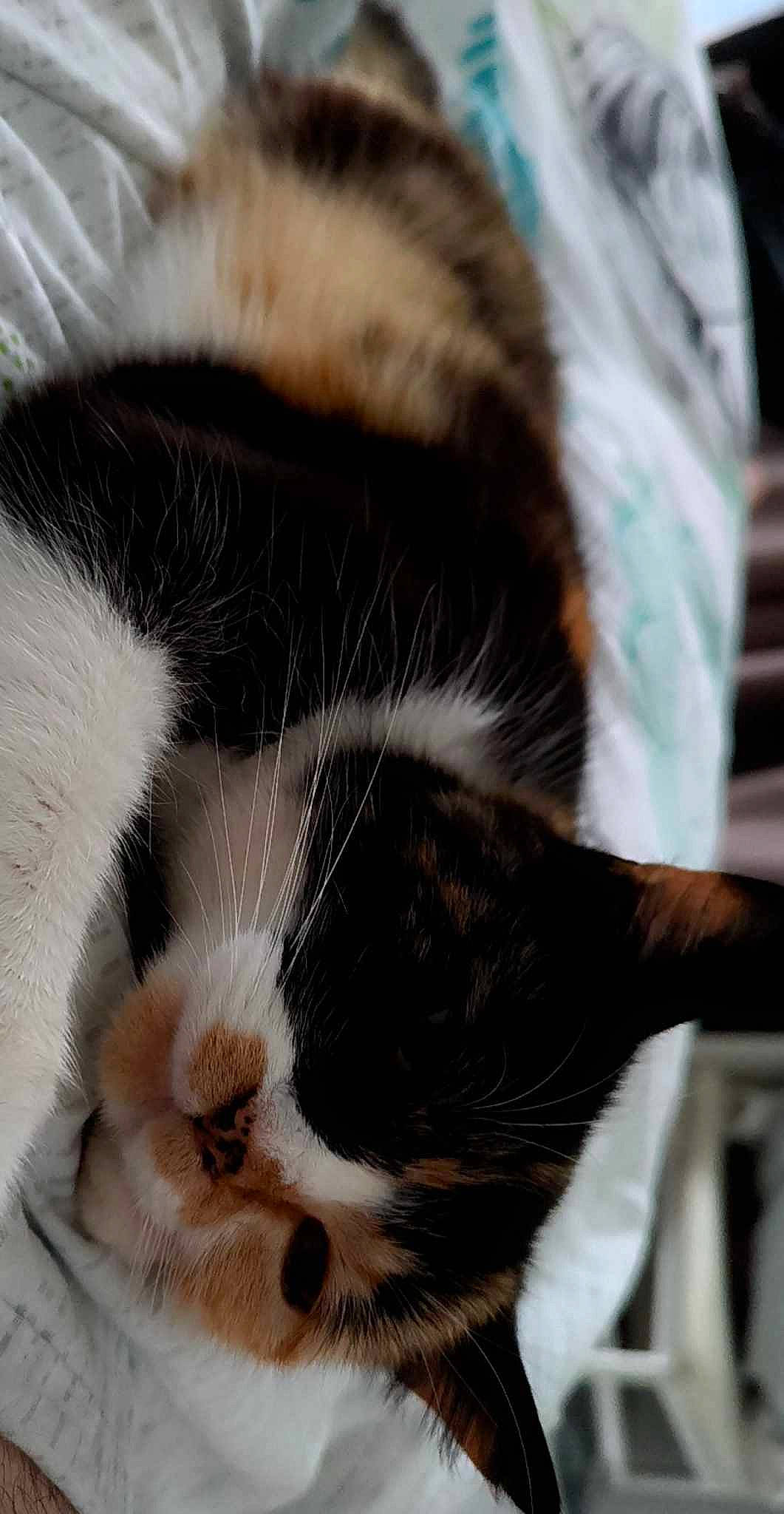 Chipie participe au concours pour gagner de l'argent avec cette photo : carnivore, cat, claw, close_up, comfort, domestic_short_haired_cat, ear, felidae, fur, nap, paw, sleep, small_to_medium_sized_cats, snout, tail, terrestrial_animal, whiskers